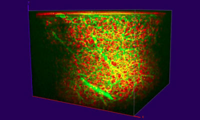 3P Imaging of Multiple Probes Using Only 1300 nm Excitation 