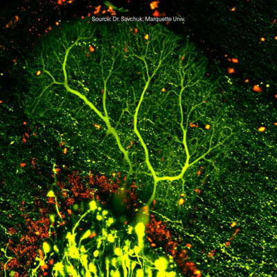 Multiphotonen-Anregungsmikroskopie (MPE)